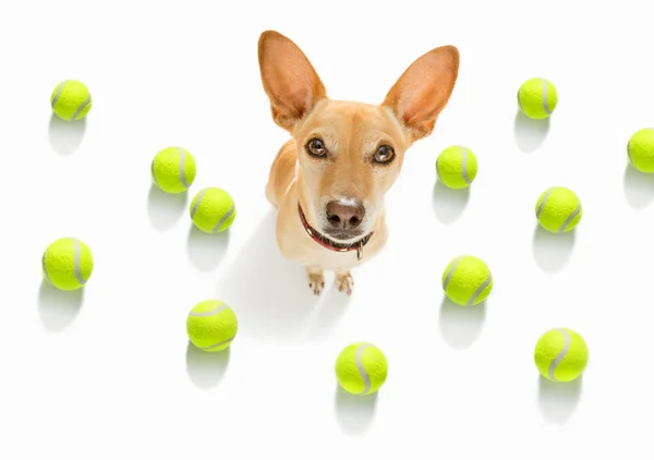 Chihuahua Hond Klaar Spelen Plezier Hebben Met Eigenaar Tennis Bal — Stockfoto