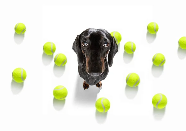 Worst Teckel Hond Klaar Spelen Plezier Hebben Met Eigenaar Tennis — Stockfoto