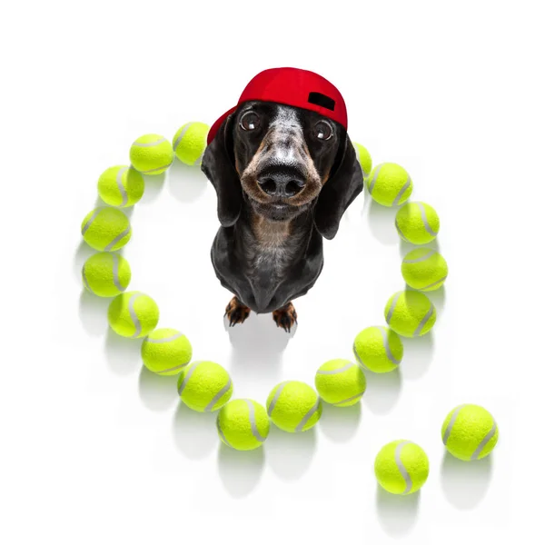 ソーセージ ダックスフント犬ができてプレイし トーナメントで白い背景で隔離の所有者とテニスのボールおもちゃで楽しい — ストック写真