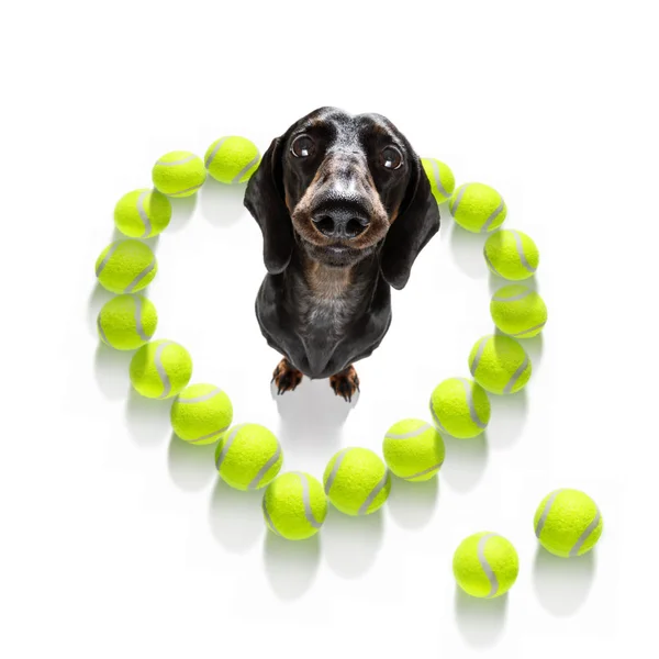 ソーセージ ダックスフント犬ができてプレイし トーナメントで白い背景で隔離の所有者とテニスのボールおもちゃで楽しい — ストック写真