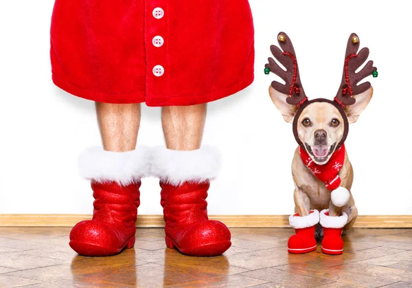 Navidad Chihuahua Santa Claus Perro Aislado Sobre Fondo Blanco Con — Foto de Stock
