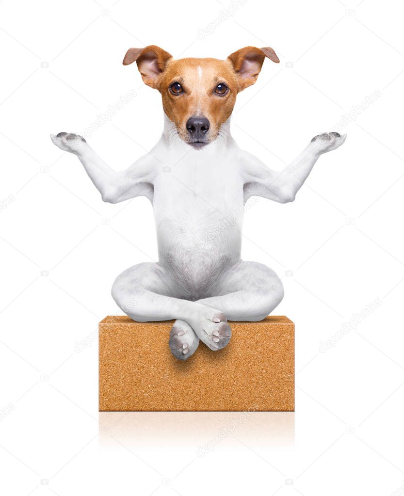 yoga dog sitting relaxed with closed eyes thinking deeply on a brick