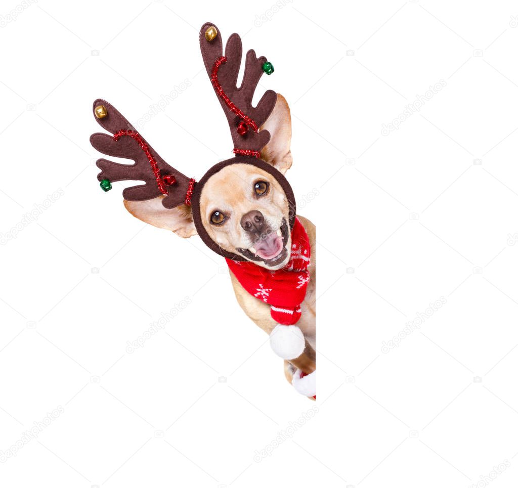 christmas santa claus reindeer dog  with red santa claus boots and scarf, for the season holidays