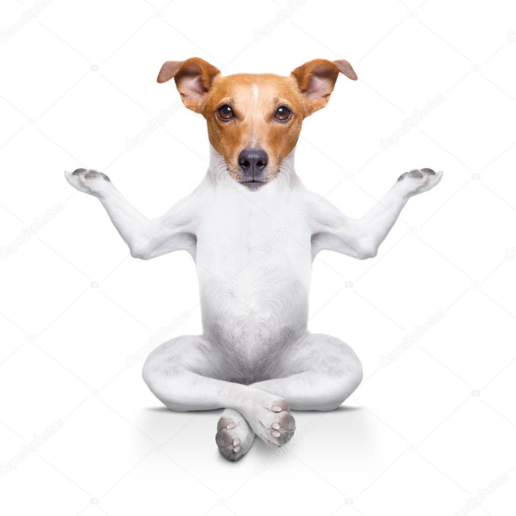 yoga dog sitting relaxed with happy face