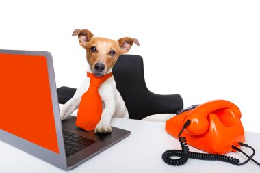 ofiste patron yönetimi köpek