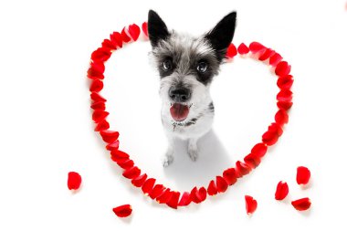 mutlu Sevgililer köpek