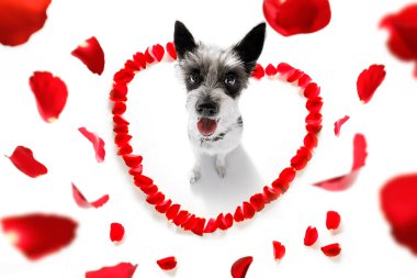 mutlu Sevgililer köpek