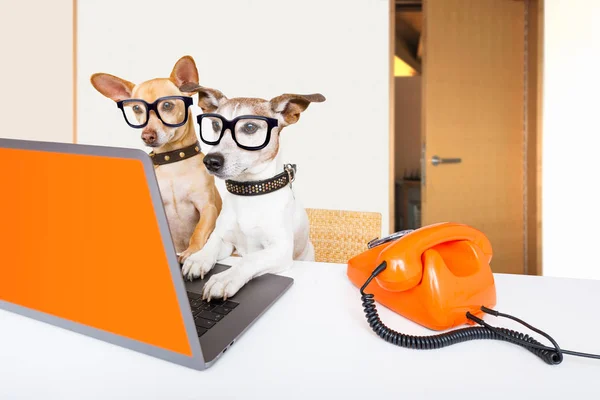 Σκυλιά διαχείρισης αφεντικό στο γραφείο — Φωτογραφία Αρχείου