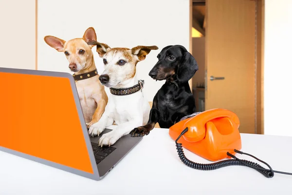 Chef-Management-Hunde im Amt — Stockfoto