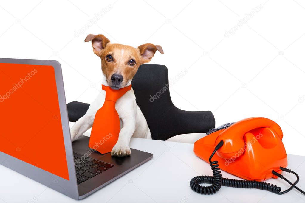 boss management dog in office