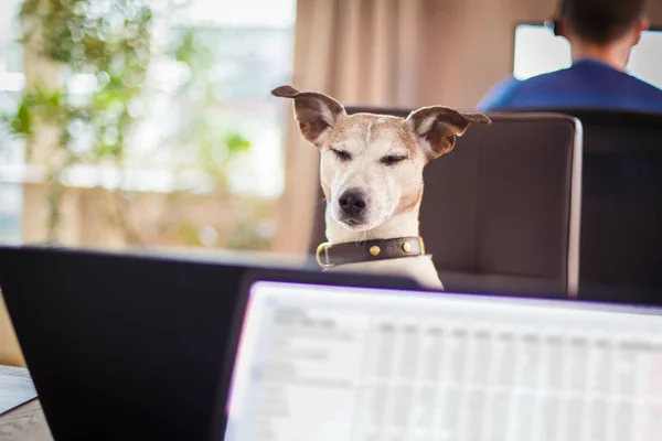 Chef förvaltning hundar i office — Stockfoto