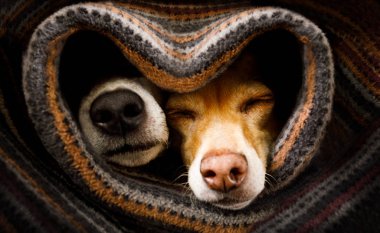 Köpekler birlikte battaniyenin altında