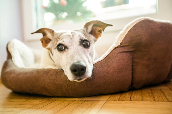 собака в постели отдыха и расслабляющий сон
