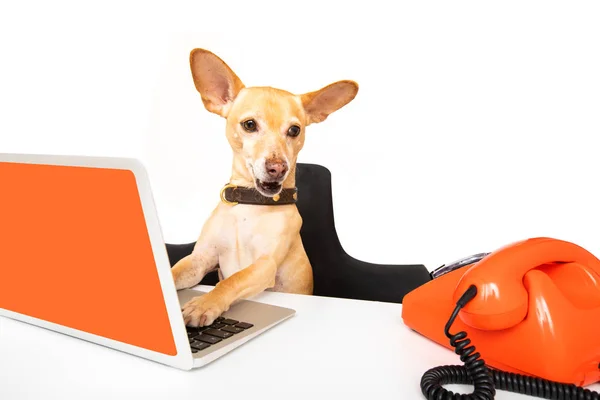 Baas beheer honden in kantoor — Stockfoto