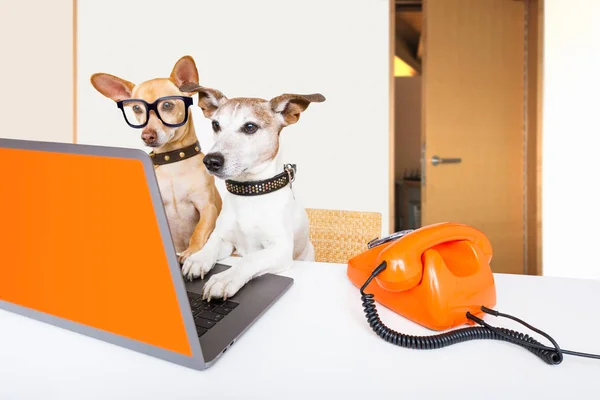 Baas beheer honden in kantoor — Stockfoto