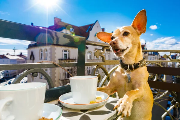 dog having a coffee break