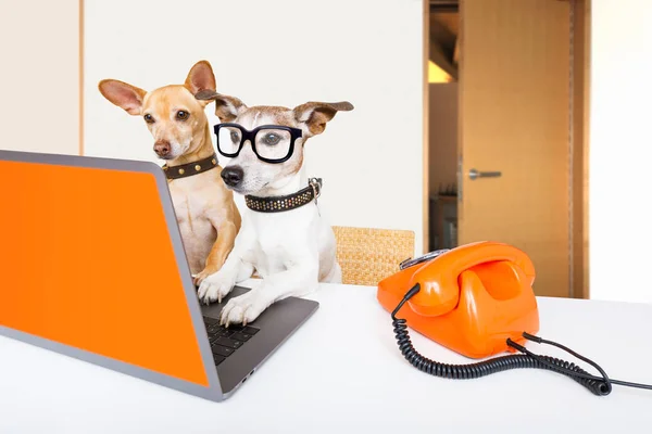 Jefe gestión perros en oficina — Foto de Stock