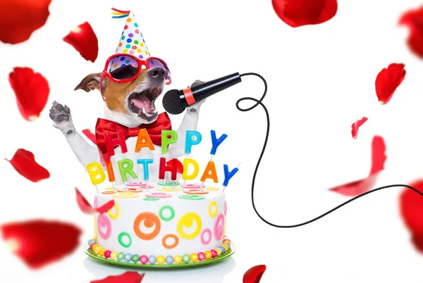 สุขสันต์วันเกิดสุนัข — ภาพถ่ายสต็อก