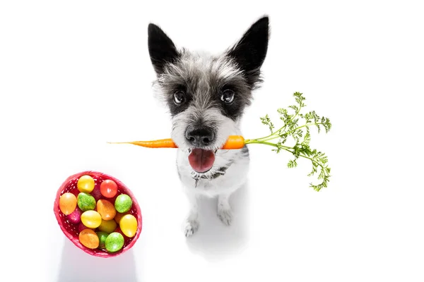 Velikonoční zajíček pes — Stock fotografie