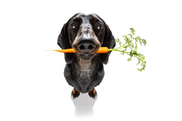 Hund med frisk vegan morot i munnen — Stockfoto