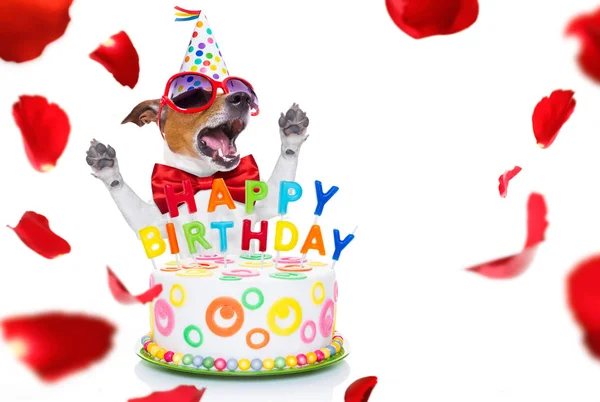 Happy birthday dog — Stock Photo, Image