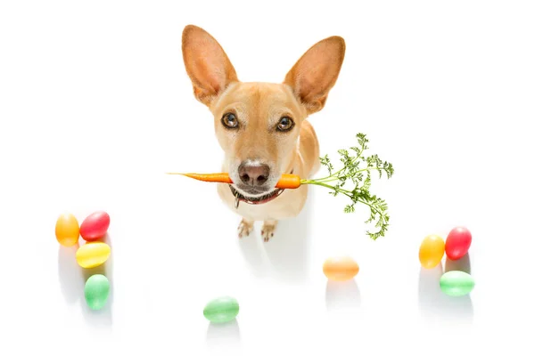 Påsk kanin hund — Stockfoto