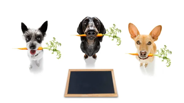 Couple équipe de chiens avec la carotte végétalienne en bonne santé dans la bouche — Photo