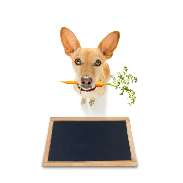 Cão com cenoura vegan saudável na boca — Fotografia de Stock