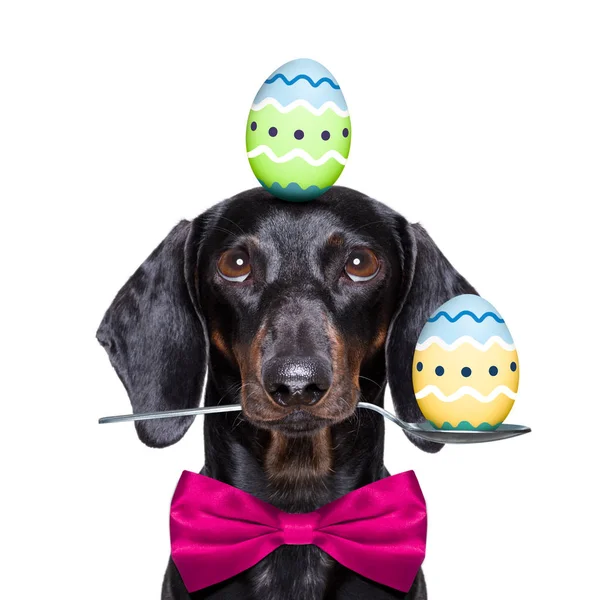 Happy easter dog with eggs — Stock Photo, Image