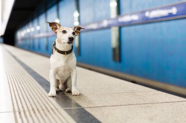 köpek demiryolu tren istasyonunda sahibi bekliyor
