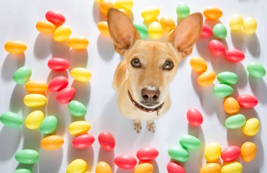 Paskalya Tavşanı Köpek