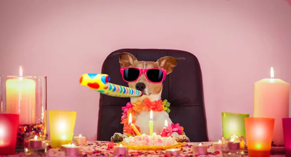 Buon compleanno cane — Foto Stock