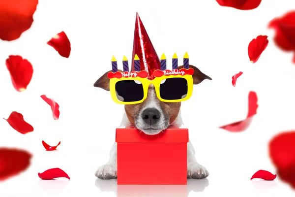 Grattis på födelsedagen hund — Stockfoto