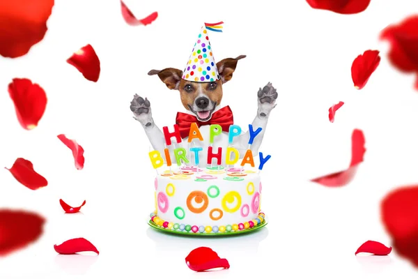 Feliz cumpleaños perro — Foto de Stock