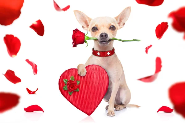 Valentines perro —  Fotos de Stock