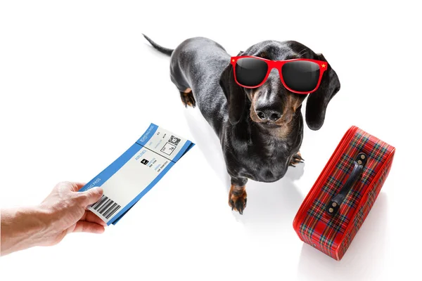 Dog on vacation — Stock Photo, Image