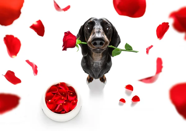 Valentines hond in liefde — Stockfoto