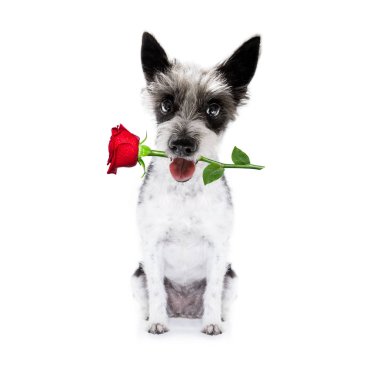 gül ile sevgililer köpek