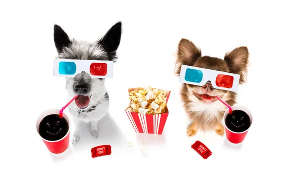 Couple of dogs to the movies — Stock Photo, Image