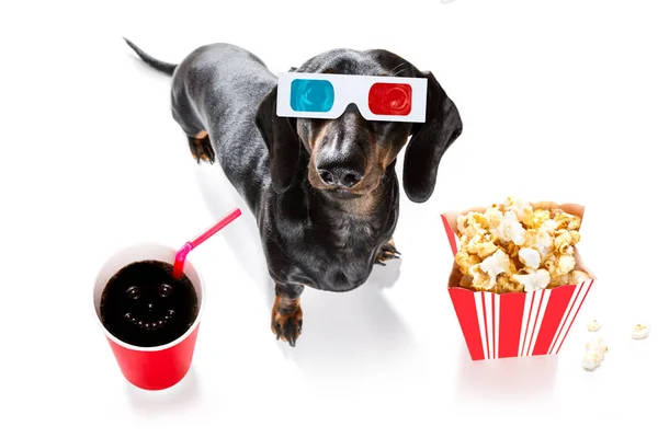 Собака в кино — стоковое фото