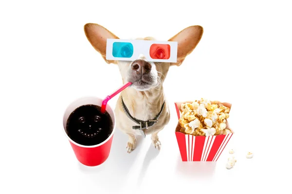 Собака в кино — стоковое фото