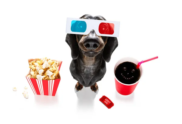 Dog to the movies — Stock Photo, Image