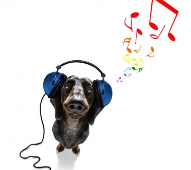 Köpek müzik dinliyor.