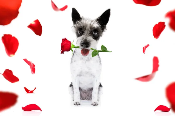 Valentines chien à la rose — Photo