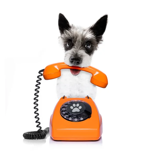 Hund på telefonen — Stockfoto