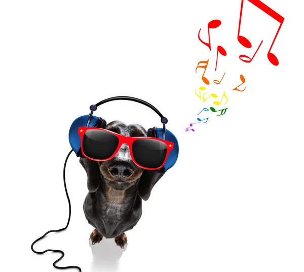 Собака слушает музыку — стоковое фото