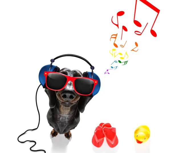 Hond die naar muziek luistert — Stockfoto