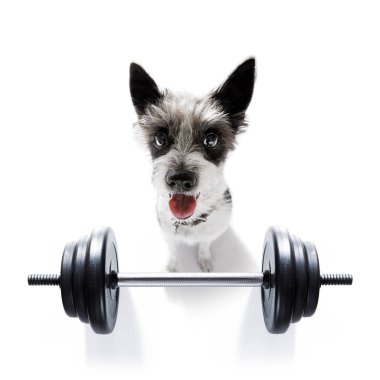 kişisel antrenör köpek