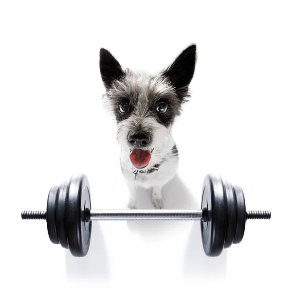 Personal trainer dog — Stock Photo, Image