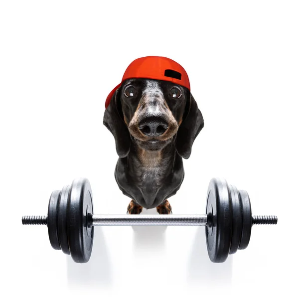 Personal trainer dog — Stock Photo, Image